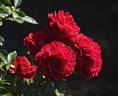Courageous ™ rose photo