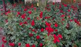 Montana rose photo