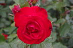 Montana rose photo