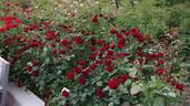 Lavaglut rose photo
