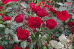 Lavaglut rose photo