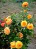 Amber Flush rose photo