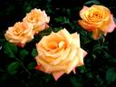 Amber Flush rose photo
