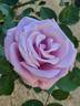 Blue Girl rose photo