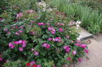 Global Water rose photo