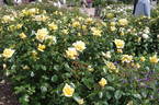 Berolina rose photo