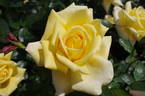 Berolina rose photo