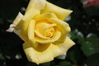 Berolina rose photo