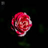 TAN04247 rose photo
