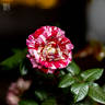 Julio Iglesias rose photo