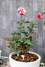 TAN04247 rose photo