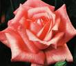 Omega rose photo