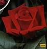 Vivarose rose photo