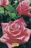 Omega rose photo
