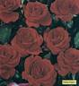 Tchin-Tchin rose photo