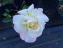 Garden Party rose photo