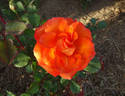 Gingersnap rose photo