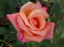 Gitte rose photo