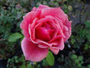 Glory Days rose photo