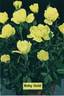 Baby Gold Star rose photo