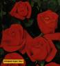 Grimpant Super Star rose photo