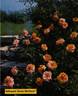 Grimpant Sonia Meilland® rose photo