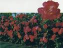 Anne de Bretagne ® rose photo