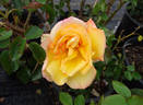 Goldstrike rose photo
