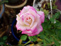 Good Ole Mountain Dew rose photo