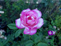 Händel rose photo