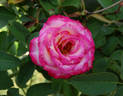 Heart 'n' Soul rose photo