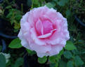 History rose photo