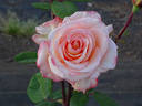 Hollywood Star rose photo