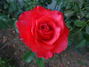 Holsteinperle rose photo