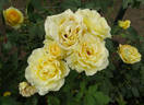 Honey Bouquet rose photo