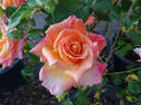 Hot Romance rose photo