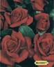 Montana rose photo
