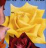 Amatsu-Otome rose photo