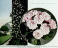 Baltimore Belle rose photo