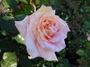Iced Ginger rose photo