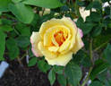 Iced Tea rose photo