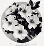 <i>Rosa lucida alba</i> rose photo