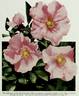 Pink Cherokee rose photo
