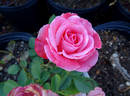 Jolly Roger rose photo