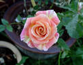 Josh Alonso ™ rose photo