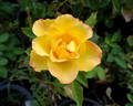 Konfetti ™ rose photo