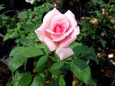 Koppies rose photo
