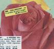 Arioso rose photo