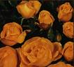 Allgold ® rose photo