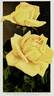 Perle des Jardins rose photo